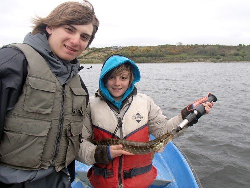Petit brochet d'Irlande.