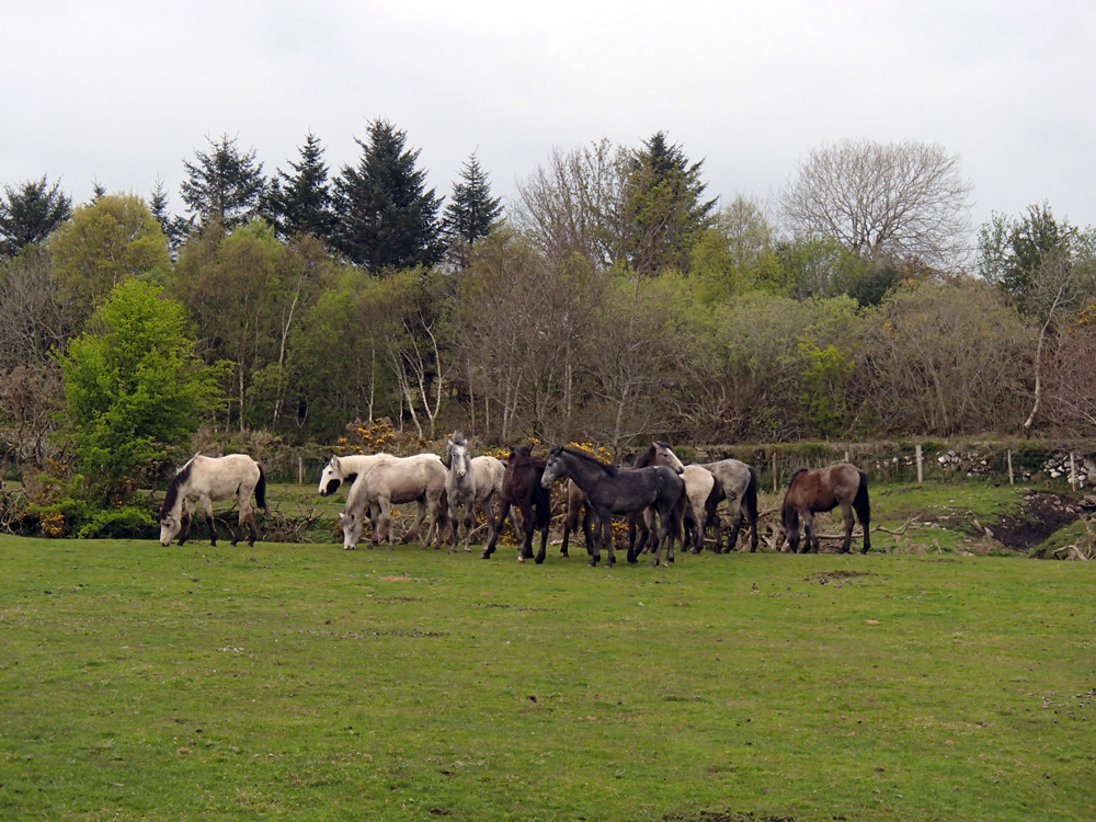 Un troupeau de chevaux dans la prairie.