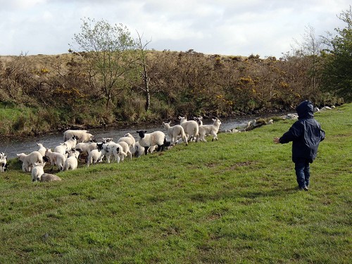 Théo avec les moutons au bord d'une rivière d'Irlande.