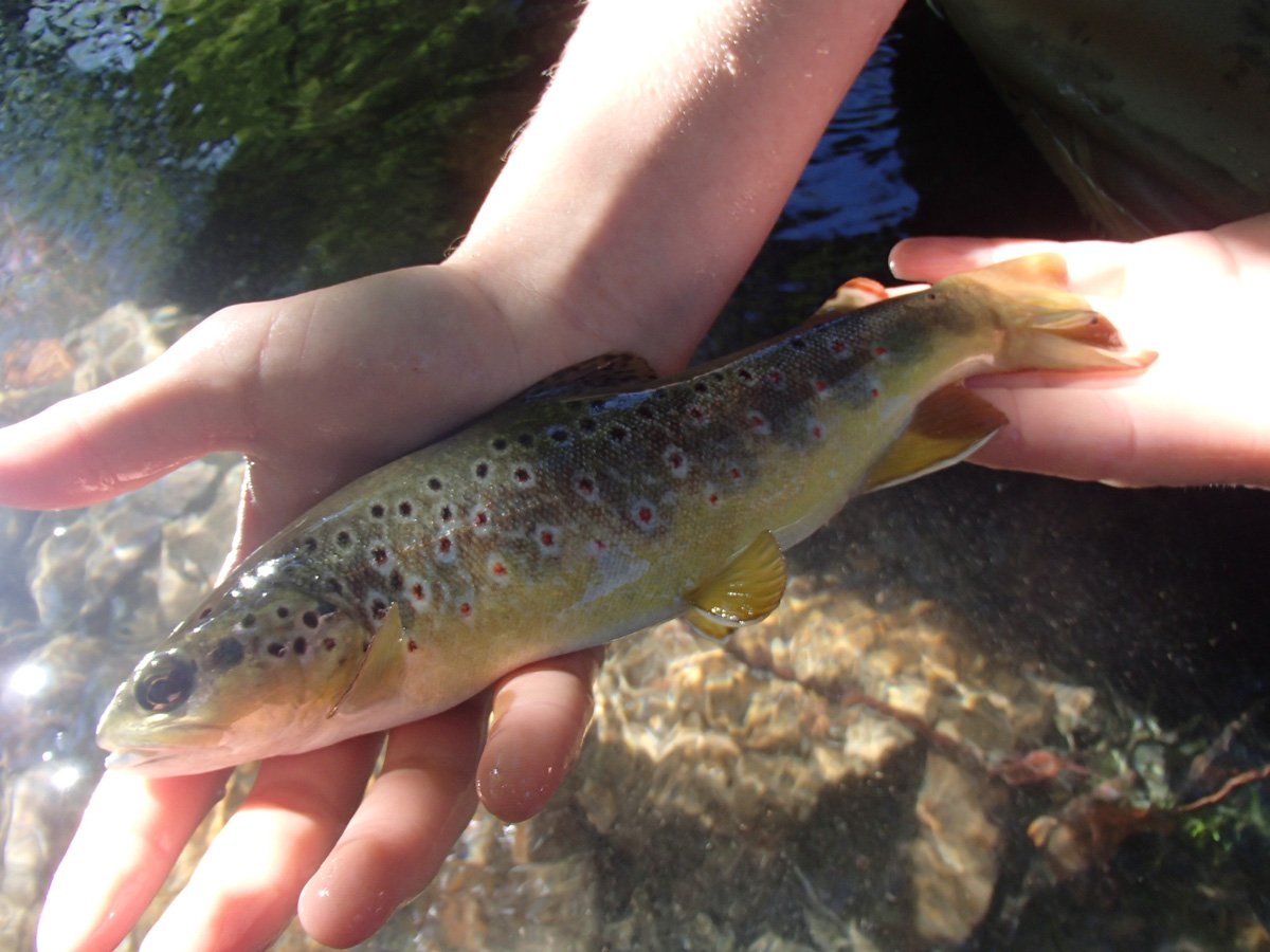 peche truite 16