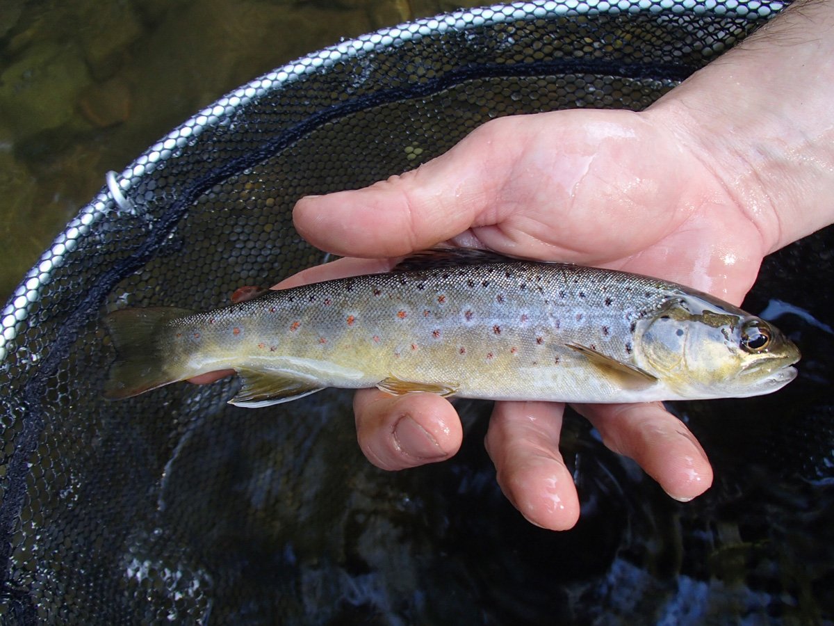 peche truite 81