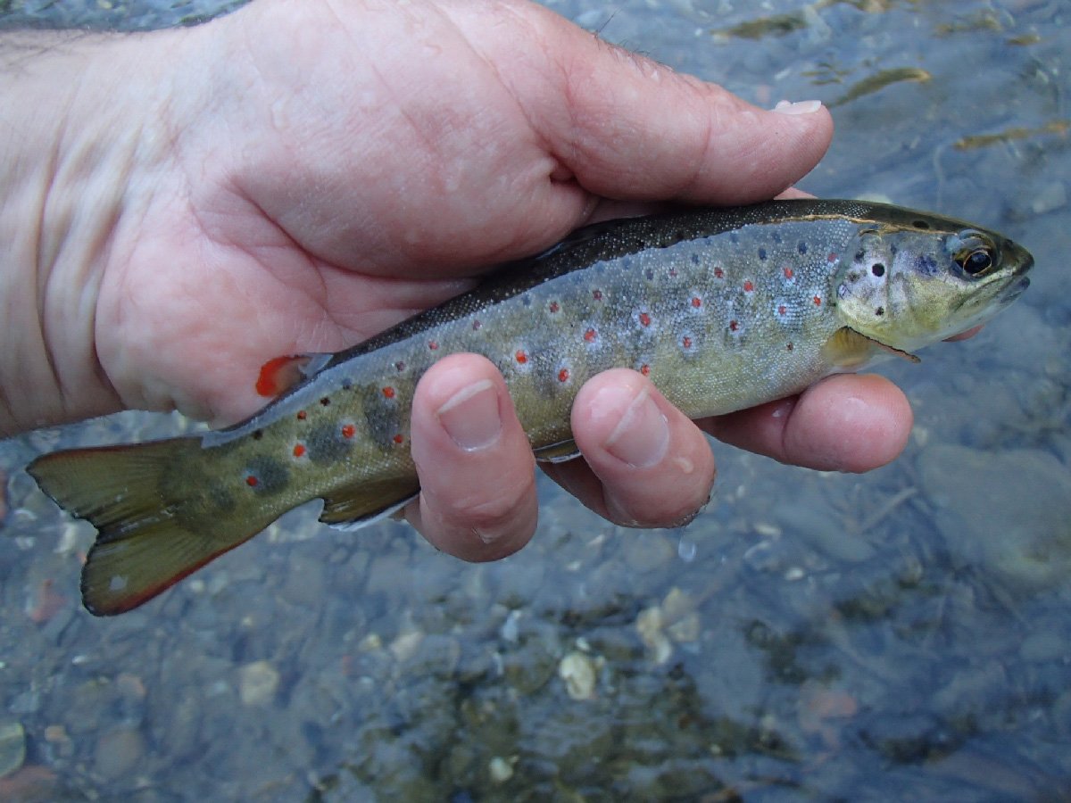 peche truite 12