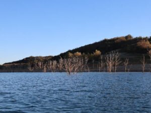 Paysage du lac de la ganguise vu d'un bateau, l'eau au premier plan, arbres morts qui dépassent de l'onde au second plan, coline boisée en arrière plan.