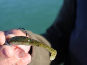 Un leurre de pêche, un shad, en gros plan.